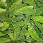 How to Cook Bitter Melon