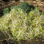 How to Prepare Broccoli Sprouts