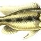 What Is Tilapia Fish Good for?