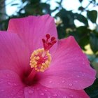 How to Make Hibiscus Syrup