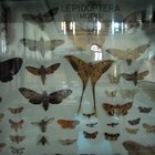 Do Moths Eat Cotton Clothes?