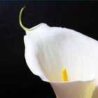 Etiquette for Flowers at Funerals