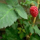 Recipes for Apricot Jam
