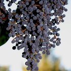 How to Make Elderberry Jam