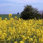 How to Make Canola Oil