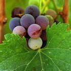 Types of Wine Grapes