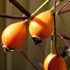 How to Make Rose Hip Tea