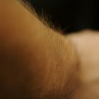 Facts About Hairy Men