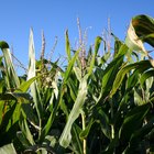Sweet Corn Vs. Field Corn