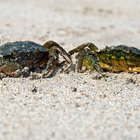How to Clean Blue Crabs Before Cooking