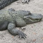 How to Craft an Alligator Hat