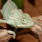 How to Make a Chameleon Costume