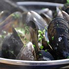 Can You Eat River Mussels?