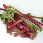 How to Remove Rhubarb Stains
