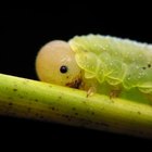 How to Make a Caterpillar Costume