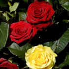 Symbolism of Two Dozen Roses