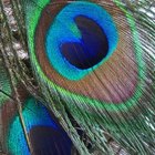 Wedding Centerpiece Ideas With Peacock Feathers
