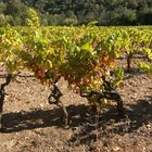 How to Grow Wine Grapes in Virginia