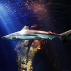 Instructions for the Freestyle Shark Watch