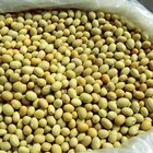 How Do I Prepare and Cook Lupine Beans?