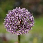 The Meaning of Allium Flowers