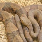 Can You Use Mink Oil on Snakeskin Boots?