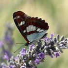 Butterfly Birthday Party Games