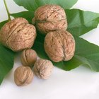 How to Carmelize Walnuts