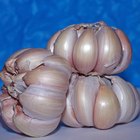 Easiest Way to Peel Garlic