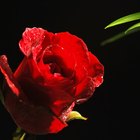 Pure Romance Party Ideas
