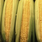 Corn: Late Summer on the Cob