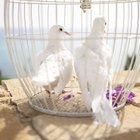What Is the Meaning of Wedding Doves?