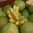 Foods From Rainforest Plants