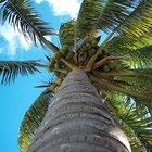 Can Coconut Oil Promote Hair Growth?