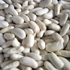 Protein & Iron Base Foods for Vegetarians