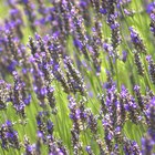 Lavender and Sage for Skin Care