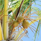 Coconut Oil & Nail Fungus