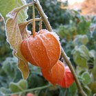 What Are the Benefits of Ashwagandha in Acne?