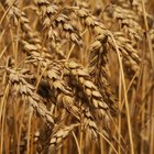 Is Wheat Pasta Healthy?