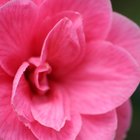 How to Use Camellia Oil for Hair