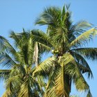 Initial Cleansing Effects of Coconut Oil