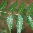 Neem for Hair Loss