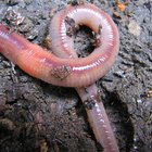 What Are the Uses of Vermicompost?
