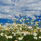 Chamomile & Aloe Skin Care