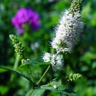 Spearmint Essential Oil Benefits