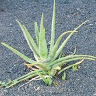 Aloe Vera Gel & Pregnancy