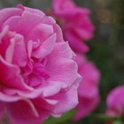 The Uses of Rose Water