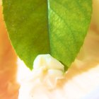 The Difference Between Body Butter & Lotion