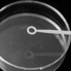 Nutrient Agar Plate Information