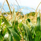 Benefits of GMO Foods